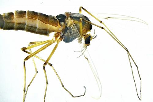 Chironomus sp.